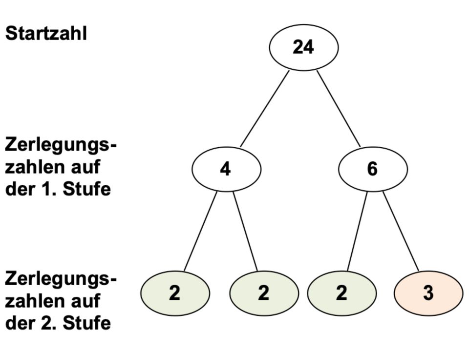 Abbildung eines Zerlegungsbaumes zur Startzahl 24. Zerlegungszahlen auf der ersten Stufe: 4 und 6. Zerlegungszahlen auf der 2. Stufe: 2, 2 und 2, 3.