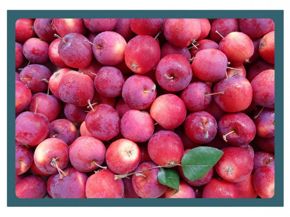 Abbildung einer Karte aus der Bildkartei zu Zähl- und Schätzstrategien: Foto einer ungeordneten Vielzahl von roten Äpfeln.